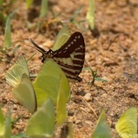 Graphium nomius Esper, 1784